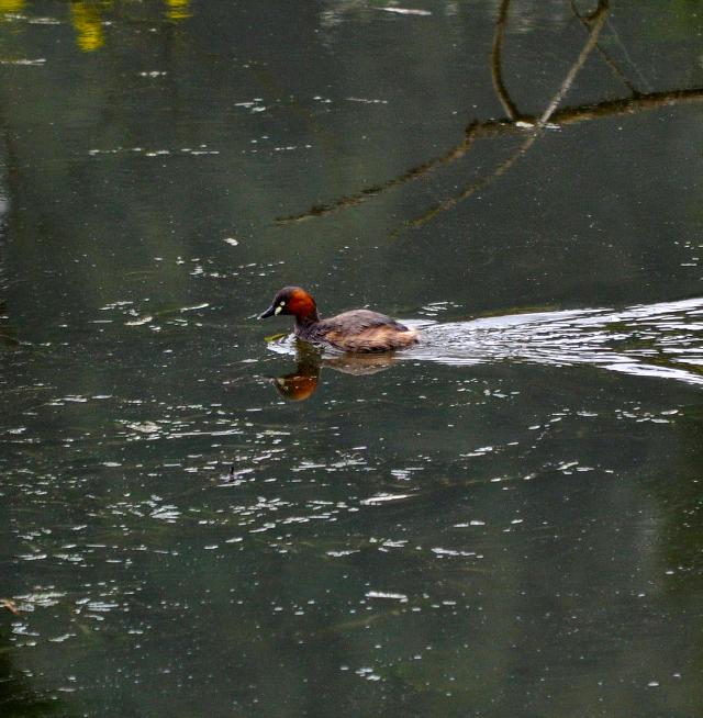 little grebe